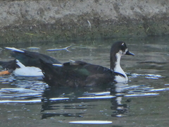 Anas platyrhynchos × Cairina moschata