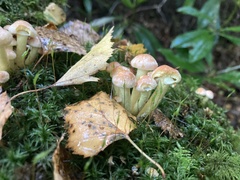 Hypholoma