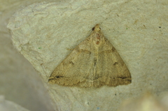 Zanclognatha laevigata
