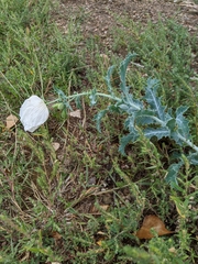 Argemone polyanthemos