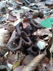 Craterellus cornucopioides