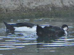 Anas platyrhynchos × Cairina moschata