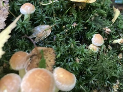 Hypholoma