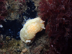 Goniobranchus epicurius