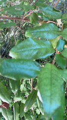 Elaeagnus