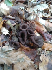 Craterellus cornucopioides