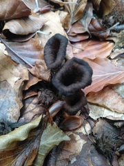 Craterellus cornucopioides