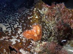 Thysanozoon brocchii