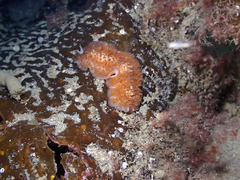 Thysanozoon brocchii