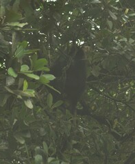 Alouatta guariba