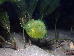 Brachaluteres jacksonianus