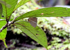 Papilionoidea