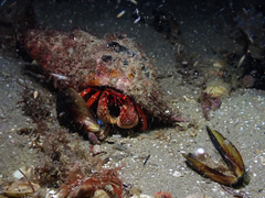 Paguristes frontalis