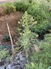 Aeonium