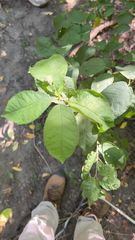 Prunus padus