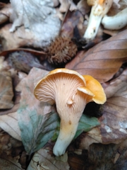 Cantharellus