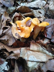 Cantharellus