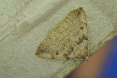 Zanclognatha laevigata