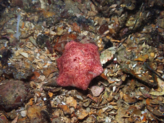 Meridiastra