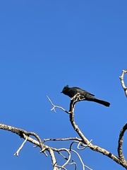 Phainopepla nitens