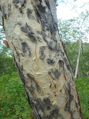 Betula ermanii