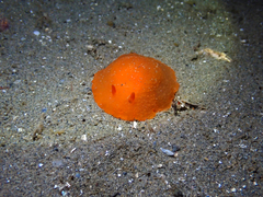 Doriopsilla carneola