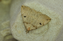 Zanclognatha laevigata