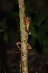 Enyalius
