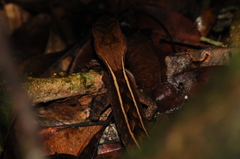 Enyalius