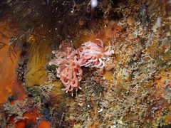 Phyllodesmium serratum