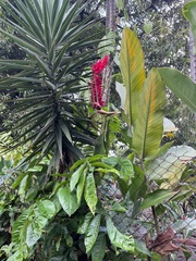 Alpinia purpurata