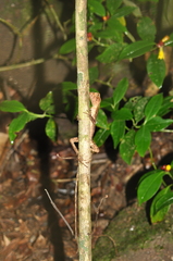 Enyalius