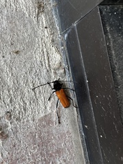 Tragidion coquus