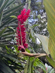 Alpinia purpurata