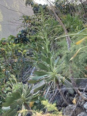 Aeonium