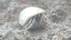 Coenobita