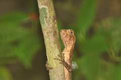 Enyalius