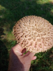 Boletellus ananas