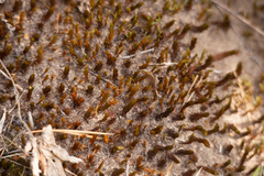Polytrichum strictum