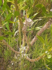 Osteospermum junceum