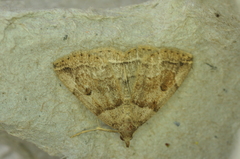 Zanclognatha laevigata