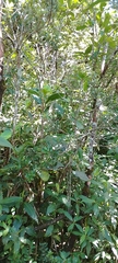 Bejaria