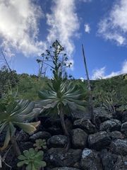 Aeonium