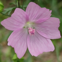 Malvaceae