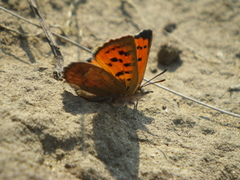 Chrysoritis lycegenes