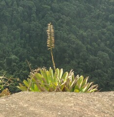 Vriesea