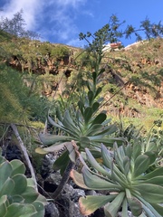 Aeonium