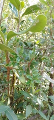 Bejaria