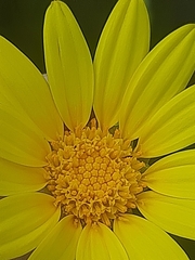 Osteospermum junceum