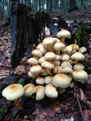 Hypholoma fasciculare